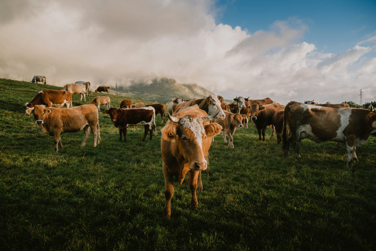 Discover What Your Cows Eat!